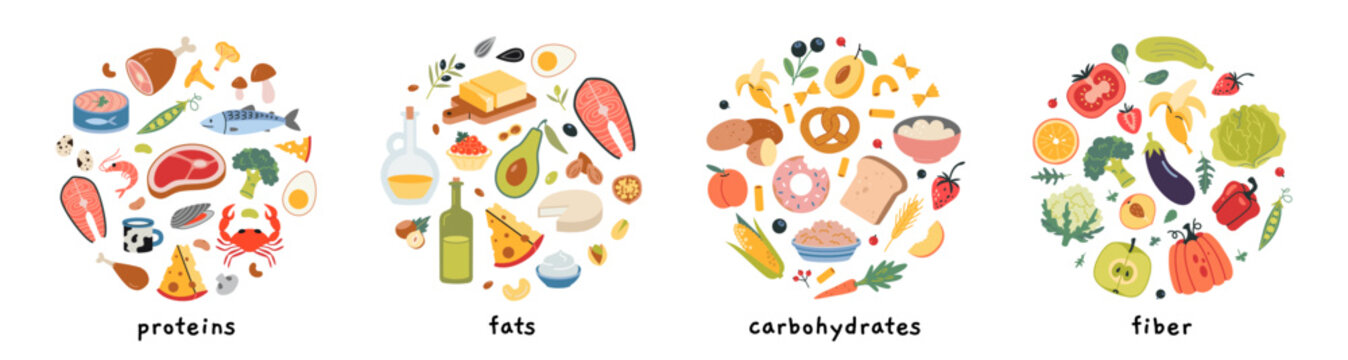 Carbohydrate, protein, fat and fiber sources product infographic. Healthly food set with meat, cereal, seafood, vegetables, fruits and berries. Vector illustration isolated on white, hand drawn, flat