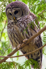 Barred Owl in tree