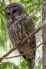 Barred Owl
