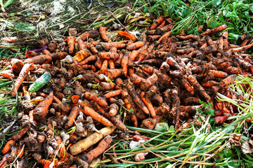 Organic food waste on heap. Rotten carrots and ofher vegetables are thrown into the compost. Environmentally responsible behavior, ecological, unsustainable agriculture, recycling waste concept.