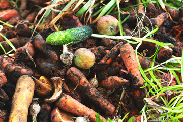 Organic food waste on heap close-up. Rotten carrots, other vegetables and fruits are thrown into the compost. Environmentally responsible behavior, ecological, unsustainable agriculture, recycling was