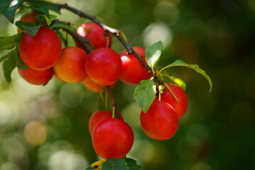 Close-up photography of a cherry plum branch with red fruits; Prunus cerasifera
