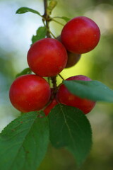 Close-up photography of a cherry plum branch with red fruits; Prunus cerasifera
