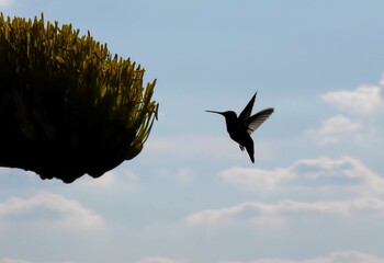 Hummingbird in flight