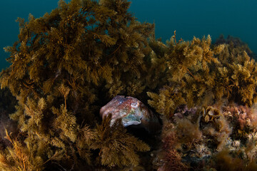 Australian Giant Cuttlefish