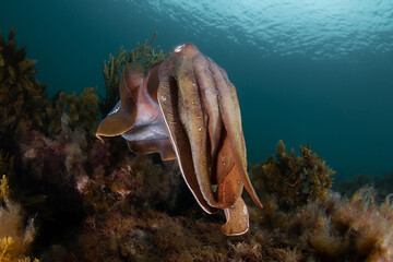 Australian Giant Cuttlefish