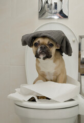 A charming bulldog dog sits on the toilet in a restroom amidst lots of toilet paper, with a bath...