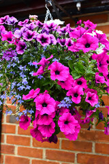 Beautiful hanging basket full of pink and purple petunia flowers and blue lobelia, creating a wonderful display on house wall on a spring day.