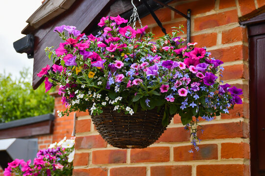 Wicker hanging basket filled with brightly colours spring flowers, a cheerful display on the house wall.