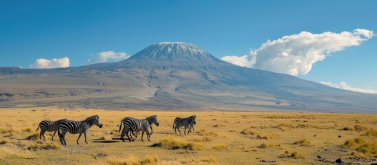 Zebras Grazing in the Shadow of Mount Kilimanjaro