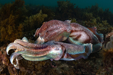 Australian Giant Cuttlefish