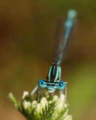Incredible Portrait of a Beautiful Blue Damselfly Resting on a Green Plant in the Heat of the Summer
