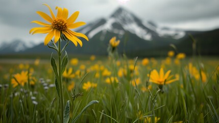 Wildflowers in bloom against a backdrop of a snow-capped mountain in Alaska during the summer