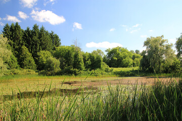 Obraz premium Summer landscape with overgrown pond