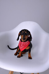cachorro salsinha estilo rock roll 