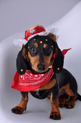 cachorro salsinha estilo rock roll 