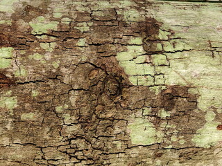 Rough, weathered wood texture with a natural grain pattern, perfect for a rustic design