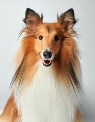 Fototapeta premium Collie on a white background
