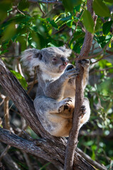 A koala sits in a tree on Magnetic Island, looking somewhat tired.