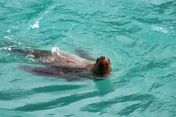 Obraz premium Yakutat Bay, Alaska