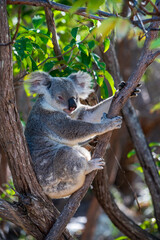A koala sits in a tree on Magnetic Island, looking somewhat tired.