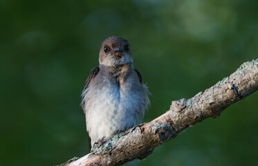 Barn Swallow perched on tree in morning light. Local Lake, Fishers, Indiana, During summer. 