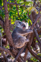 A koala sits in a tree on Magnetic Island, looking somewhat tired.
