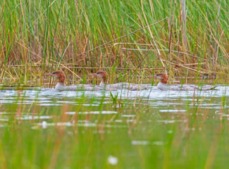 Mergansers Swimming Through the Grasses