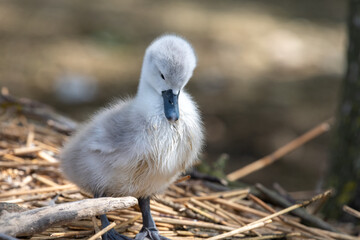 Close up of a new born mute swan cygnet (cygnus olor)