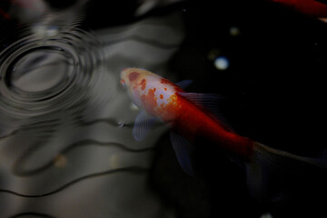 金魚