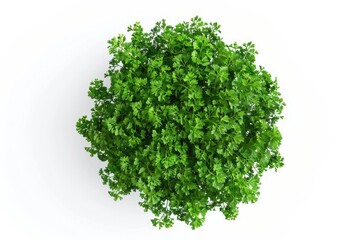 Fototapeta premium A close-up view of a small green plant growing on a smooth white surface