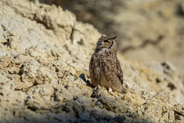 Great Horned Owl, Bubo virginianus nacurutu, Peninsula Valdes, Patagonia, Argentina.