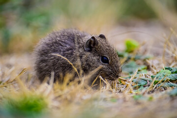 Desert Cavi, Lihue Calel National Park, La Pampa Province, Patagonia , Argentina