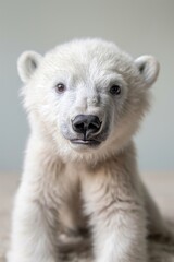 Fototapeta premium Close-up of a polar bear cub looking directly at the camera against a light background