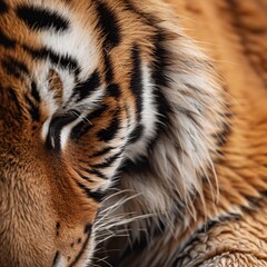 Explore the intricate details and captivating patterns of tiger fur in this high-resolution macro shot. Highlighting the prominent stripes and subtle color gradients