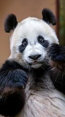 Naklejka premium Close-up of a panda cub looking at the camera with a blurred background