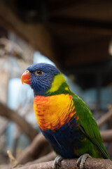 rainbow lorikeet parrot