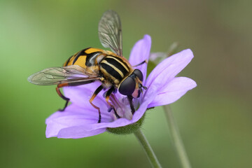 Colorful coseup on a European Hailing billy hoverfly, Helophilus pendulus, on a purple Geranium pyrenaicum against a green blurred backgorund