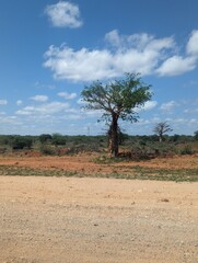 Baobab Tree in Africa Kenya with first leaves dry to wet season