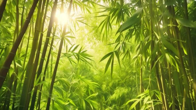 A photo of dense bamboo forest foliage with sunlight filtering through the leaves, creating a dappled light effect.