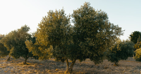 Obraz premium Olive tree with the fruits