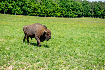 European bison adult female in forest, an endangered species.