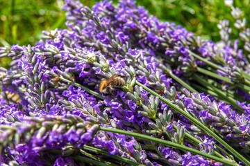 Obraz premium Une abeille sur des brins de lavande récoltés