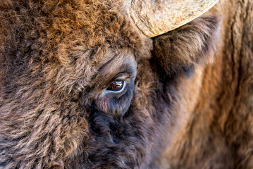 Close up portrait of bison head. Bison herd in a meadow. © Ordasi  Tatyjana