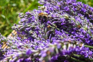 Une abeille sur des brins de lavande récoltés