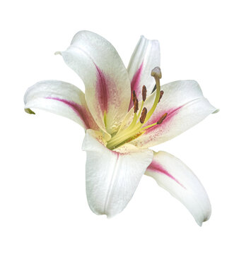 Single White and Pink Oriental Lily flower isolated on transparent background with clipping mask.