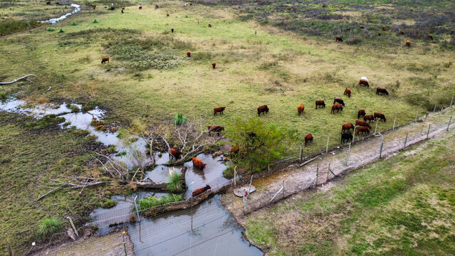 vista aerea de un campo con vacas pastando