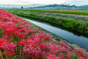 愛知県　 矢勝川の彼岸花
