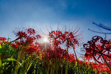 愛知県　 矢勝川の彼岸花
