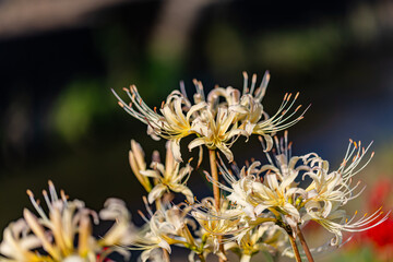 愛知県　 矢勝川の彼岸花
